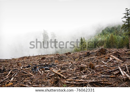 Clear Cut Logging