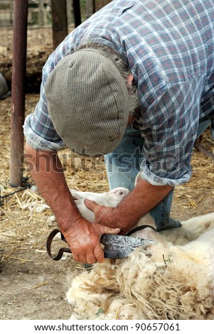 cutting the wool of sheep in Sardinia