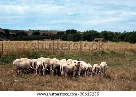 sheeps in sardinia