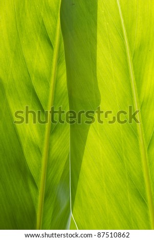 Ginger leaves