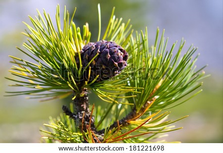 Cedar cone on a branch. Siberian pine nuts cedar (Pinus sibirica)
