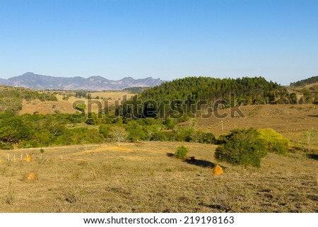 Brazilian countryside and eucalyptus plantation