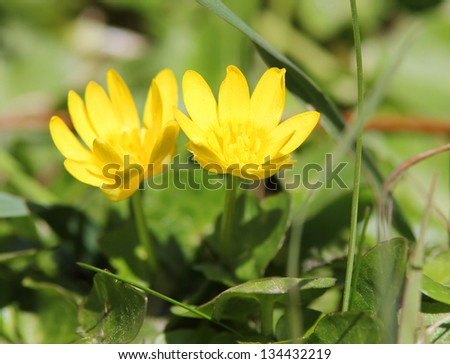 yellow flowers in the grass, winter aconite, first signs of spring