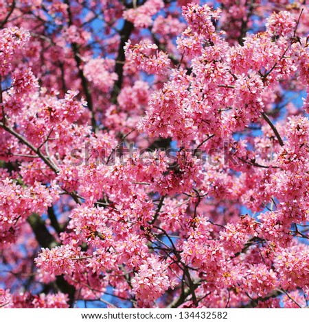 sakura. cherry blossom in springtime, beautiful pink flowers