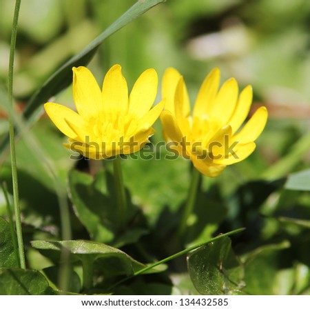 yellow flowers in the grass, winter aconite or eranthis, first signs of spring