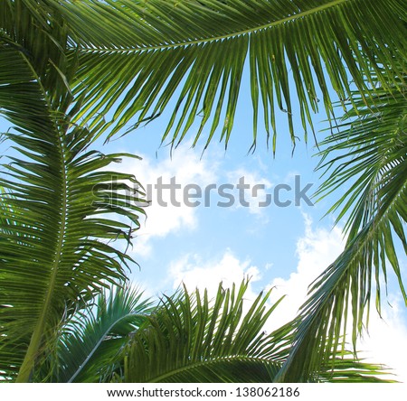 palm leaves and the sky, frame. Vacation