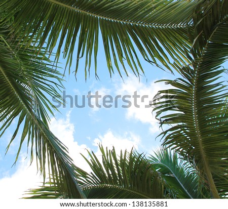 palm leaves and the sky, frame. Vacation