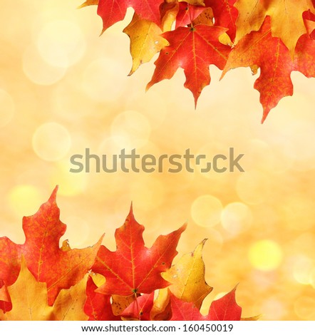 Autumn leaves. Colored Maple leafs over bokeh. Fall