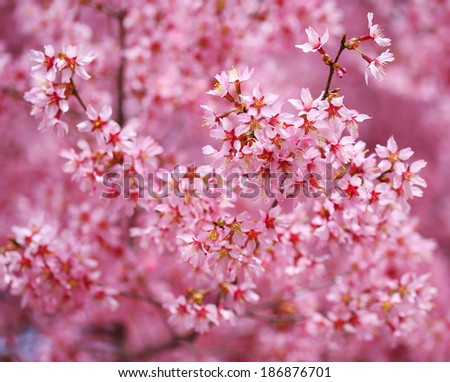 Cherry Blossom. Sakura in Springtime. Beautiful Pink Flowers
