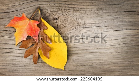 Fall Leaves on Old Wooden Background