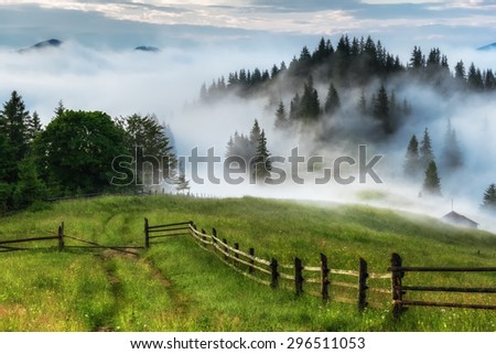 Carpathian Mountains. The road leading to the edge of the forest covered by fog