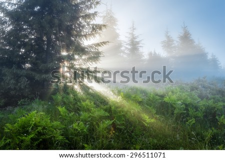Carpathian Mountains. The rays of the rising sun streaming through the trees.