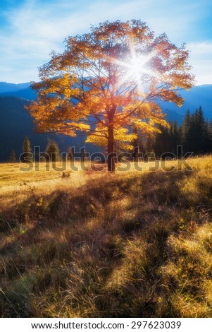 Carpathian Mountains. Autumn tree in the rays of the setting sun on a background of mountains.