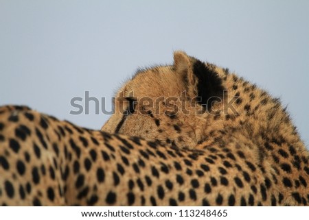 Cheetah looking over shoulder
