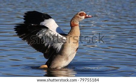Egyptian goose flapping wings in water
