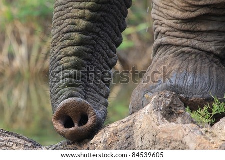 elephant trunk end