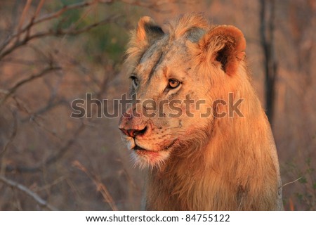 Lion staring into bush