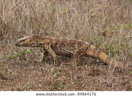 rock monitor