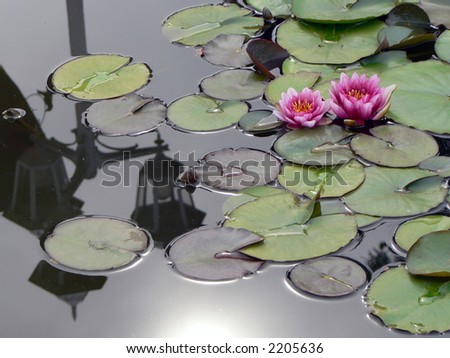 Water lilies. Sun\'s and beautiful lanterns\' reflections