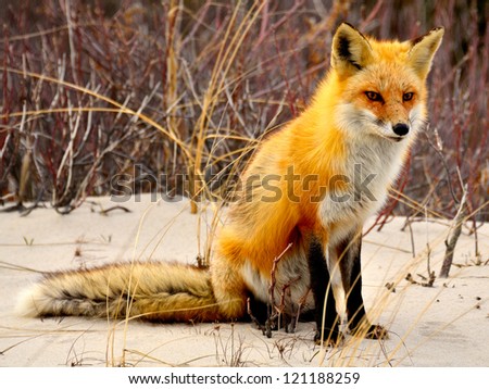 Red fox of Island State Beach Park, NJ USA.