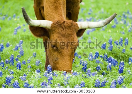 Horned bovine grazing peacefully with lovely Bluebonnet flowers peppered though out the green grass.
