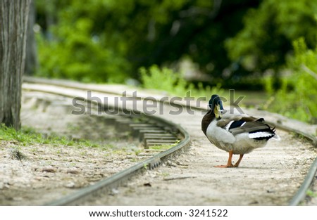 mallard duck tracks
