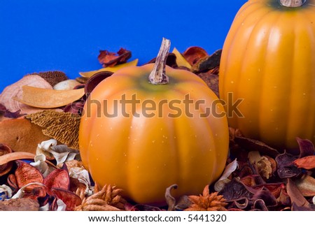 Two pumpins in a bed of dried leave and flowers taken on a blue background.