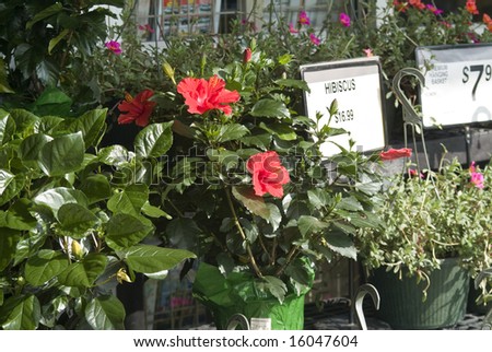 Flowering plants for sale outside a store.
