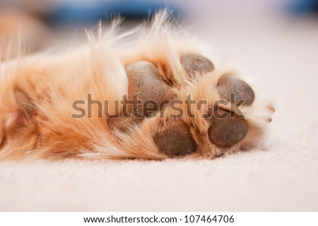 A dog paw with pads on a light carpet, image slightly toned/Dog Paw/A dog\'s paw rests