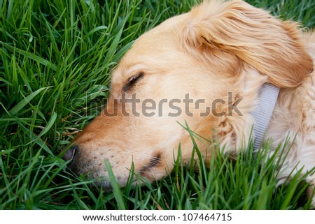 A golden retriever rests in the grass/Sleeping Dog/Tired?