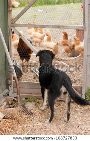 Farm dog watching chickens