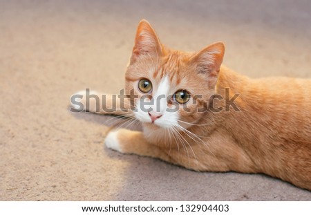 Orange Cat with white face