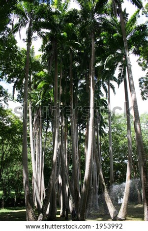 Giant Palm