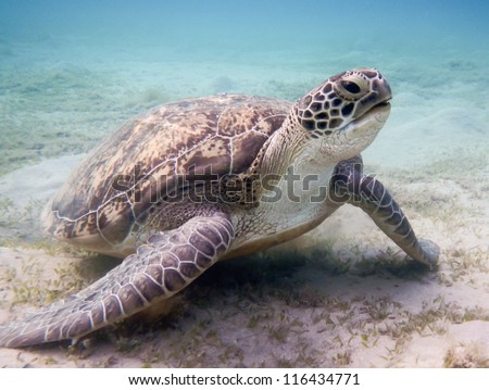 Green sea turtle. Red Sea