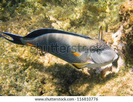 Sohal surgeon-fish at the Red Sea