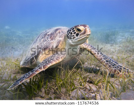 Green sea turtle Egypt Red Sea Green sea turtle Egypt Red Sea