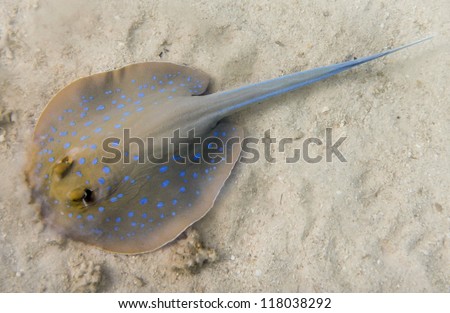 Blue Spotted stingray. Egypt. Red Sea