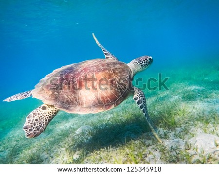 Green Sea Turtle. Egypt. Red Sea