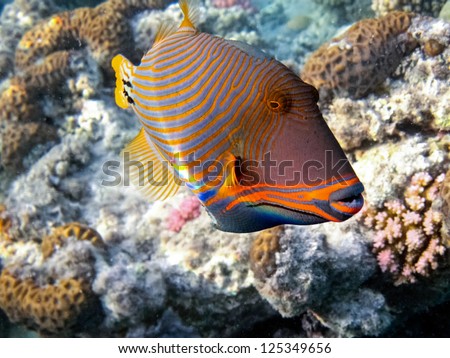 Balistapus undulatus - fish.Marine Life in the Red Sea