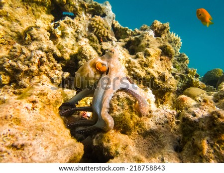Reef Octopus underwater in ocean with fish