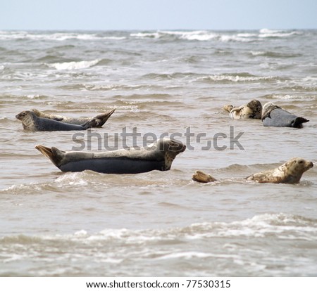 Seals with the tide coming in raising their heads and tails in the air
