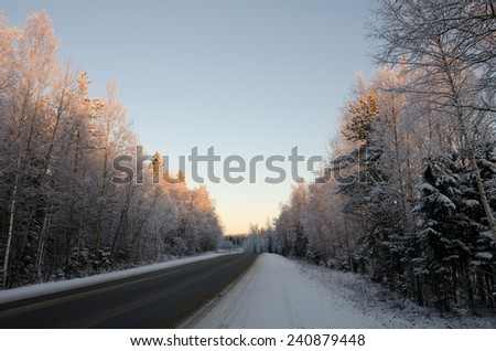 Winter forest road in a magical winter light