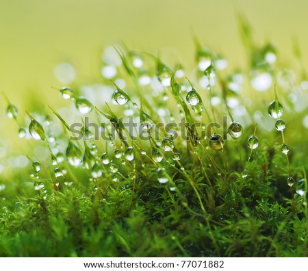 Closeup moss in forest after rain