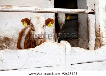 Calf, beef, cow / Beef calves on the farm behind a wooden white fence