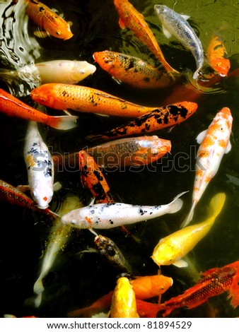 stock photo Coy Fish