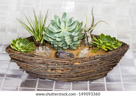 Echeveria, a succulent, and Tillandsia, an epiphyte of the Bromeliad family, growing in a wicker basket