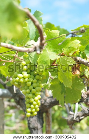 Green grape in the winery