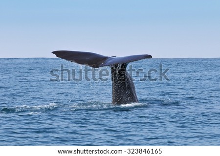 Sperm Whale tail. Picture taken from whale watching cruise in Kaikura, New Zealand