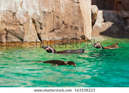 Penguins in park at Tenerife Canary - animal background