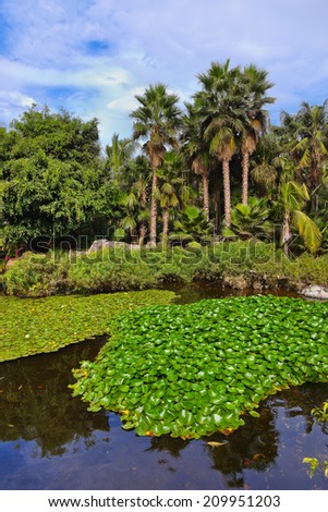 Pond in park at Tenerife Canary - nature travel background